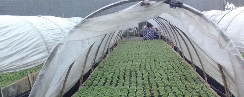 宽口浅盆种什么花好