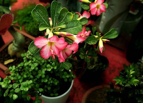 沙漠玫瑰花芽分化阶段如何进行养护