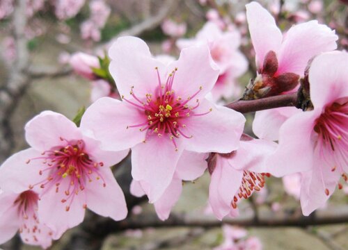 桃花生长在什么地方