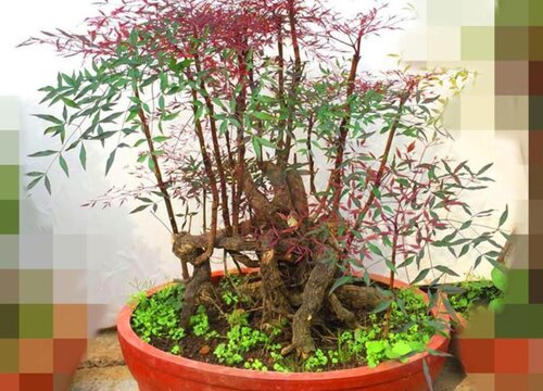 南天竹在室内如何养殖