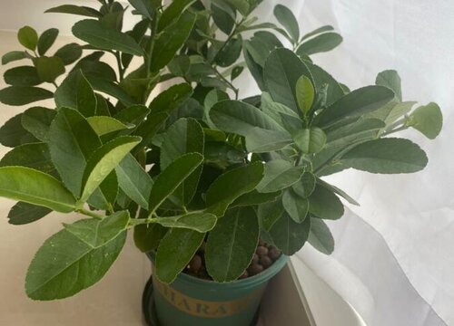 盆栽柠檬树为什么要给它进行控水控肥