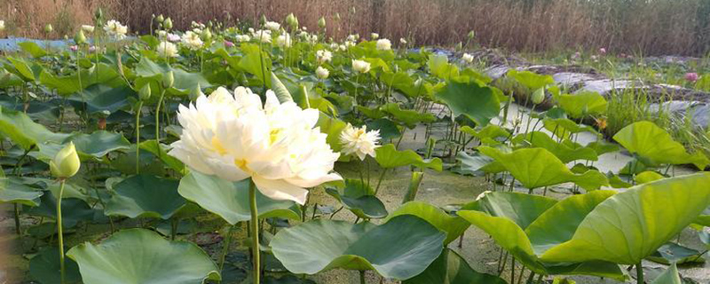 贵港市花是什么花