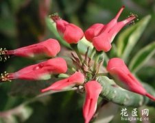 如何种植红雀珊瑚？