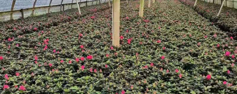 韶关市花是什么花