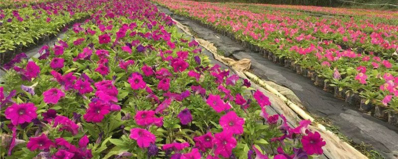 春季开花的草花品种有哪些呢