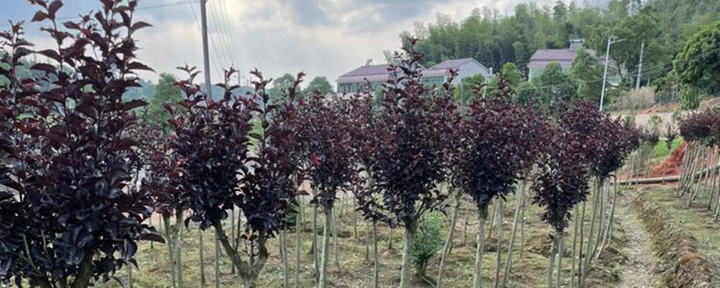 邵阳市花是什么花
