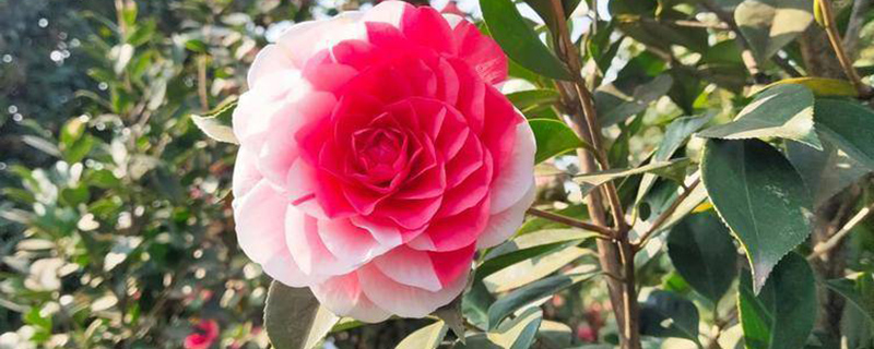 衡阳市花是什么花