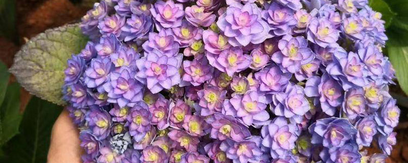 绣球花几年苗才会开花