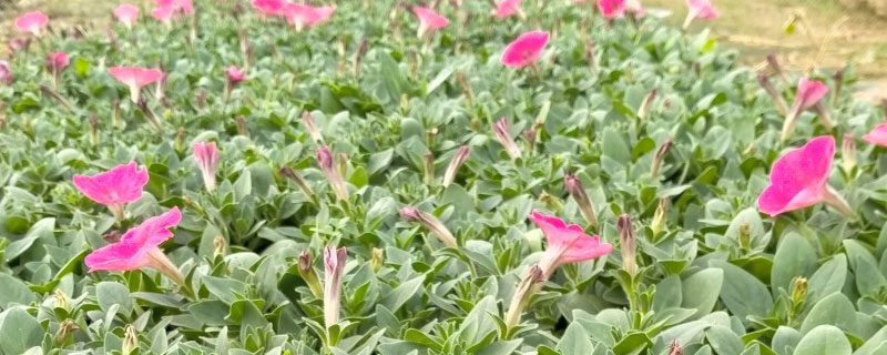 牵牛花是一年生还是多年生
