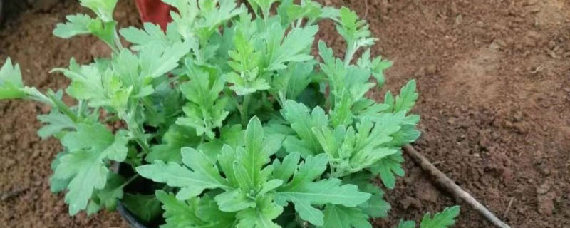 非洲菊花期能开几天
