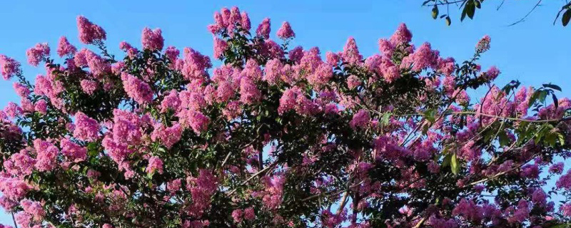 襄阳市花是什么花