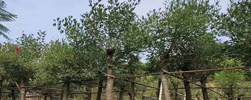 孝感市花是什么花