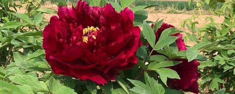 菏泽市花是什么花