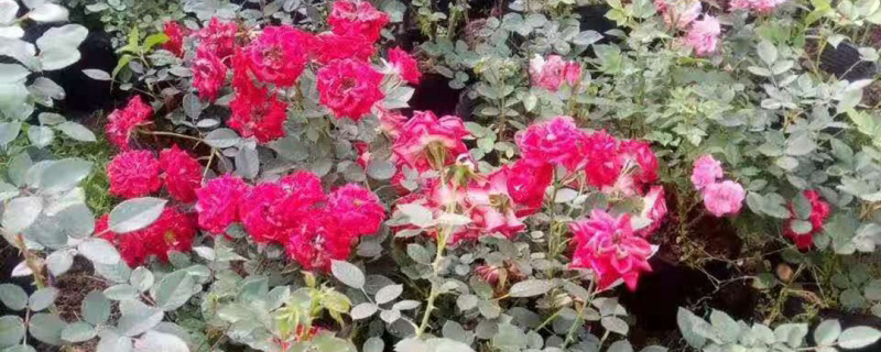 淄博市花是什么花