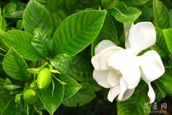 栀子花落蕾的的原因及防治措施