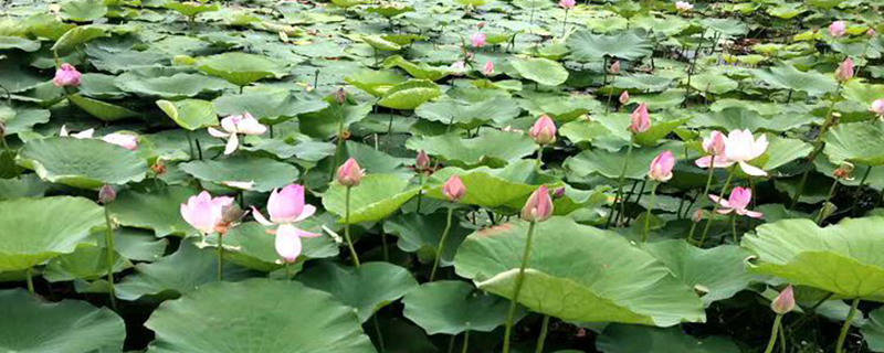 东营市花是什么花