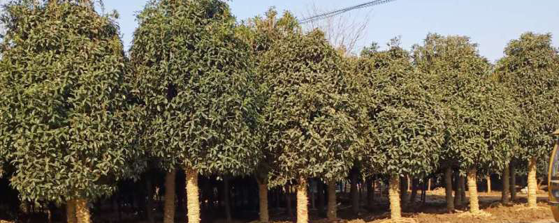 日照市花是什么花