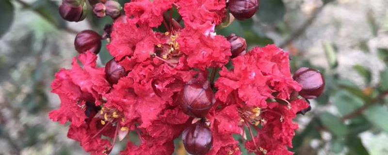 烟台市花是什么花