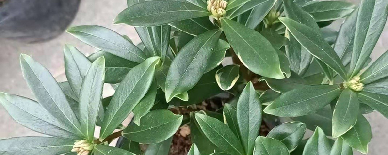 赣州市花是什么花