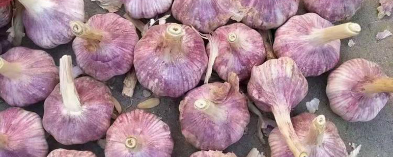 适合秋季播种的农作物