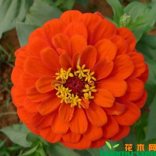 百日草