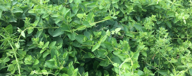 适合懒人种植的经济作物