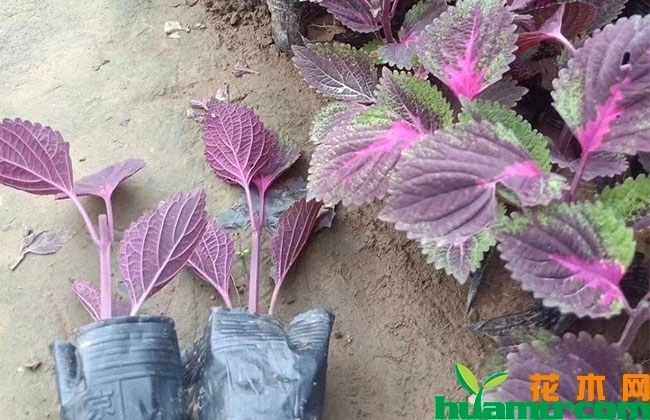 彩叶草花语 彩叶草花语