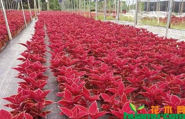 彩叶草花语 彩叶草花语
