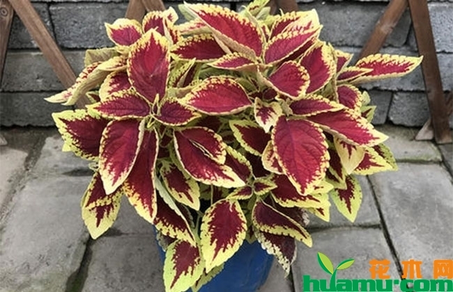 彩叶草花语 彩叶草花语