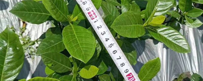 栀子花苗