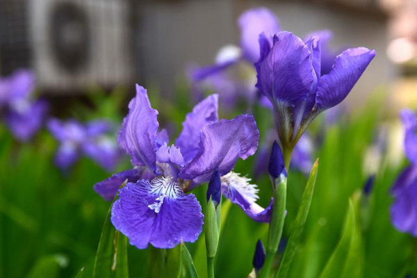 鸢尾花