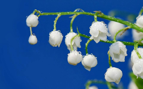 铃兰花