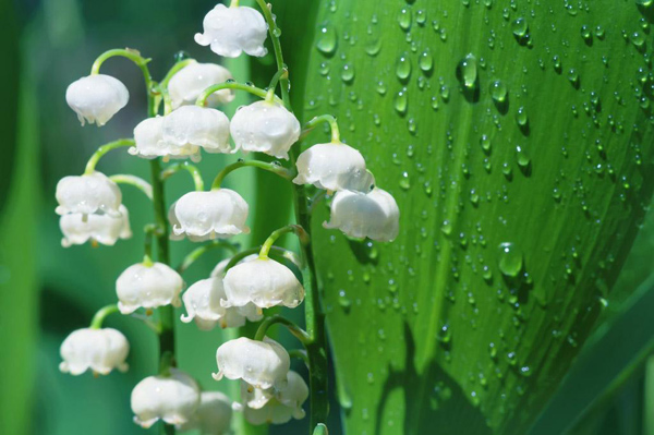 铃兰花