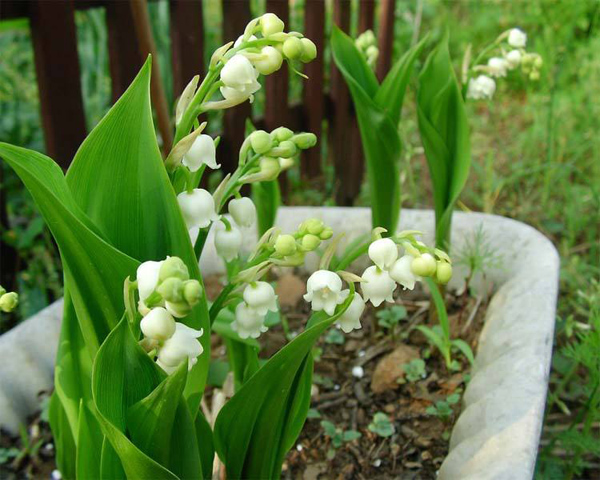 铃兰花