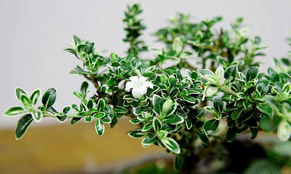 六月雪的花语是什么？六月雪的寓意和象征