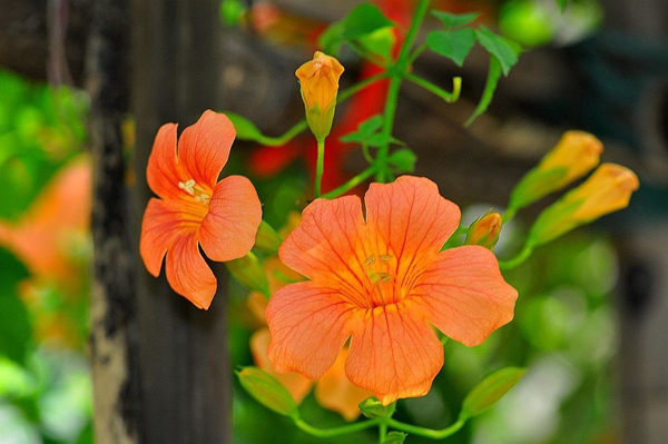 凌霄花