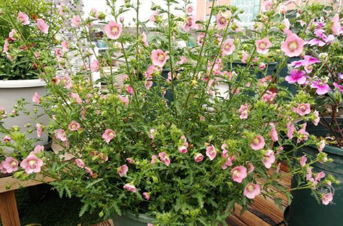 14ce36d3d539b6008f3d29900734902cc75cb795_副本.jpg