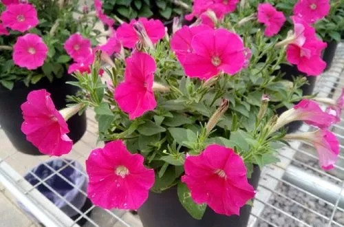 u=1799289232,1394640108&fm=253&fmt=auto&app=138&f=JPEG.webp_副本.jpg