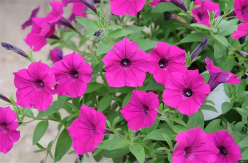 u=3954998798,2379440894&fm=253&fmt=auto&app=120&f=JPEG.webp_副本.jpg