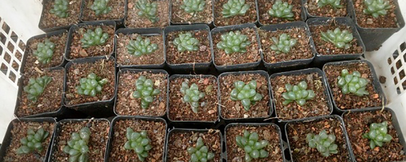 一插就活的盆栽植物有哪些