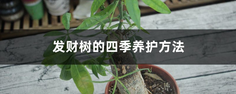 发财树的四季养护方法
