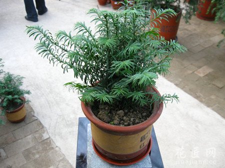 盆栽红豆杉的健康养生