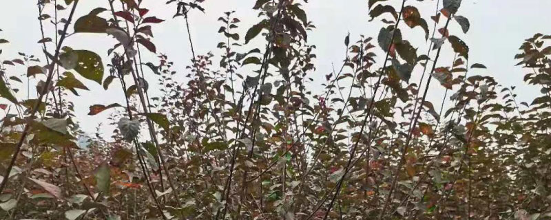 9公分榆叶梅价格多少钱一棵