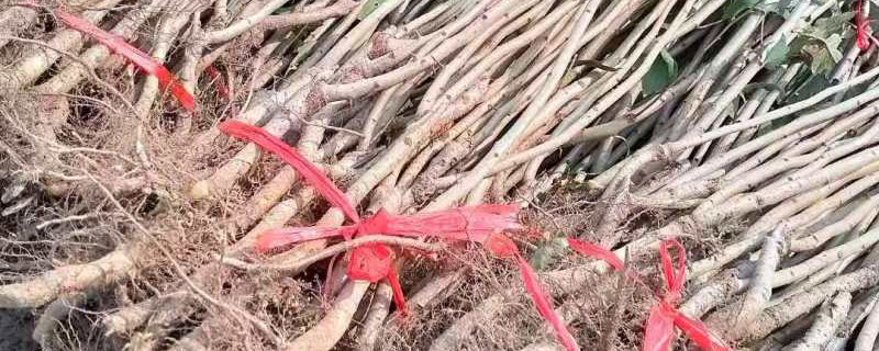 6公分山楂价格多少钱一棵