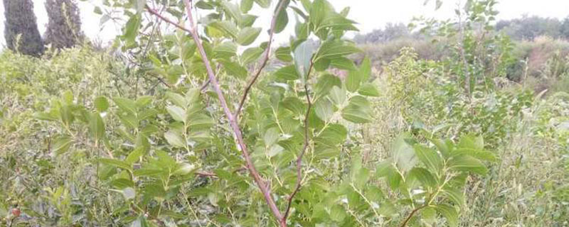 7公分枣树多少钱一棵
