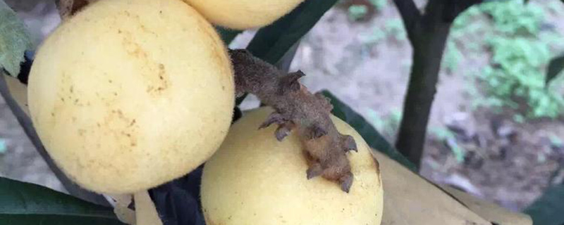 白沙枇杷苗多少钱一株