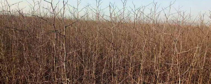 新疆大枣树苗多少钱一棵 新疆大枣树苗多少钱一棵