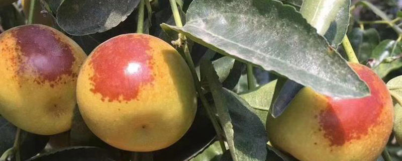 马牙枣苗价格多少钱一株 马牙枣苗价格多少钱一株
