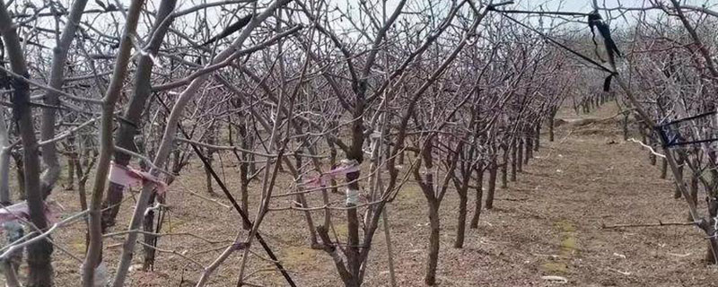 龙须枣苗价格多少钱一株
