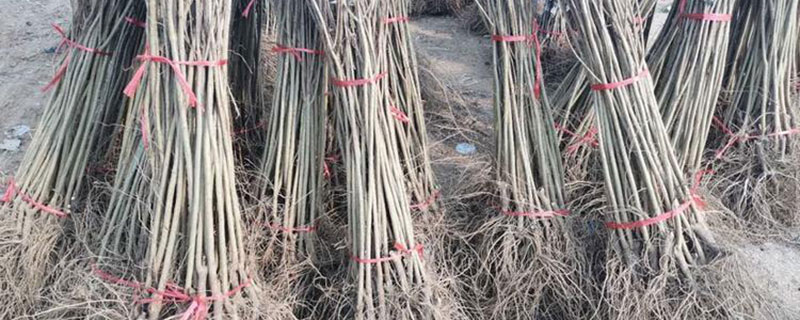 7公分石榴树价格多少钱一棵 7公分石榴树价格多少钱一棵